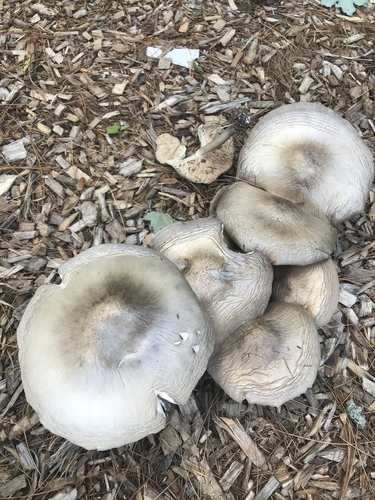 photo of Deer Mushroom (Pluteus cervinus)