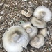 photo of Deer Mushroom (Pluteus cervinus)