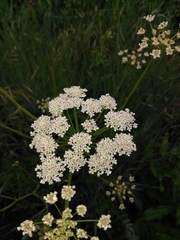Carum carvi