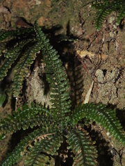 Trichomanes mougeotii