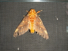 Citheronia mexicana