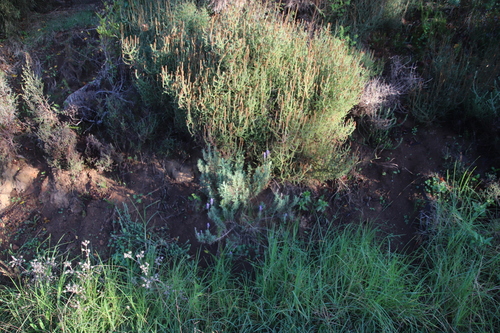 Lavandula dentata