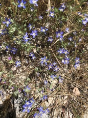 Eriastrum sapphirinum