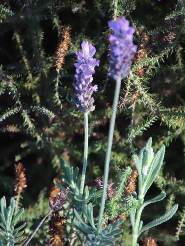 Lavandula dentata