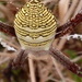 Oval Saint Andrew's Cross Spider - Photo (c) Tabris Tabarsi, some rights reserved (CC BY-NC-ND), uploaded by Tabris Tabarsi