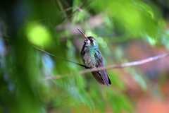 Chlorostilbon lucidus