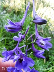 Delphinium verdunense