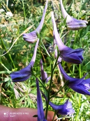 Delphinium verdunense