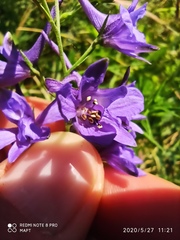 Delphinium verdunense