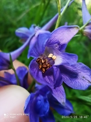 Delphinium verdunense