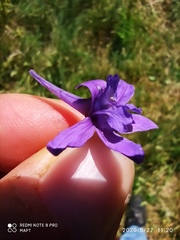 Delphinium verdunense