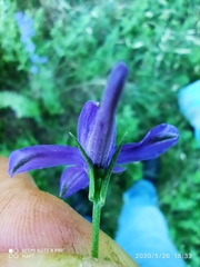 Delphinium verdunense