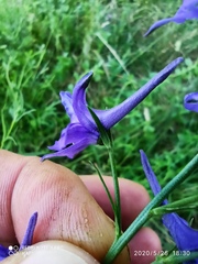 Delphinium verdunense