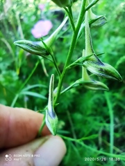 Delphinium verdunense