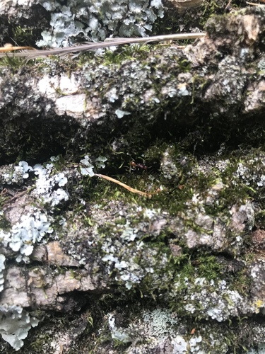 photo of Spine-waisted Ants (Aphaenogaster)