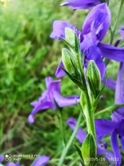 Delphinium verdunense