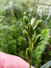 Delphinium verdunense