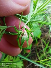 Delphinium verdunense