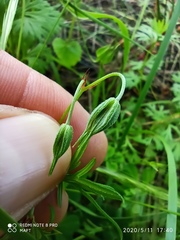 Delphinium verdunense