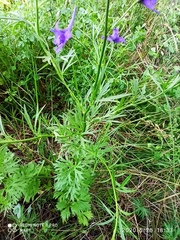 Delphinium verdunense
