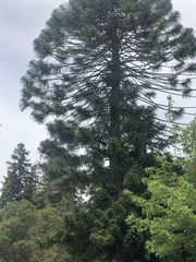 Araucaria