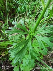 Delphinium verdunense