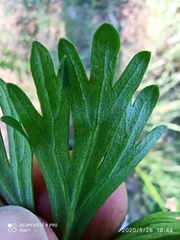 Delphinium verdunense