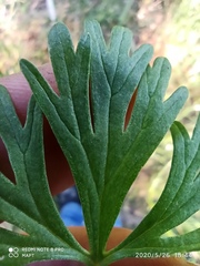 Delphinium verdunense