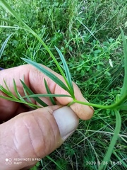 Delphinium verdunense
