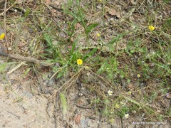 Hordeum murinum leporinum