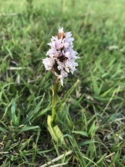 Dactylorhiza maculata