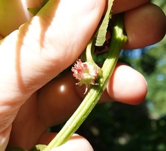 Phylloxera spinosa