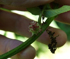 Phylloxera spinosa