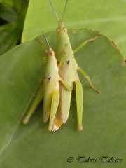 Orthoptera