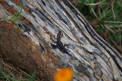 Trachylepis