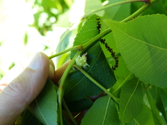 Phylloxera spinosa