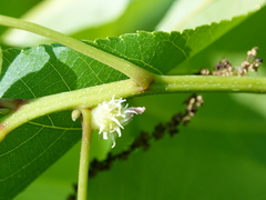 Phylloxera spinosa