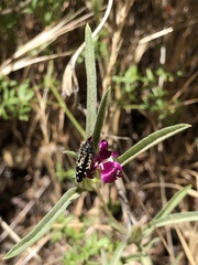 Acmaeodera connexa