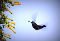 Chlorostilbon lucidus