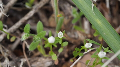 Githopsis diffusa candida