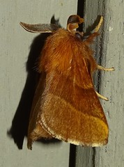 Malacosoma disstria