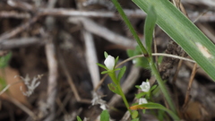 Githopsis diffusa candida