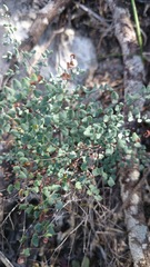 Argyrochosma