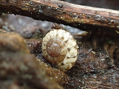 Xeroplexa intersecta