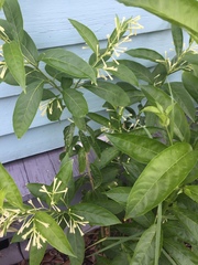 Cestrum laevigatum