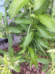 Cestrum laevigatum