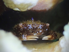 Domecia hispida