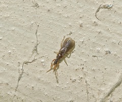 Enicocephalidae