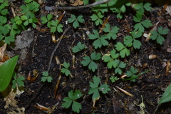 Anemonoides quinquefolia