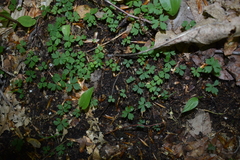 Anemonoides quinquefolia